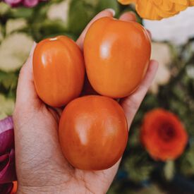 Little Napoli, (F1) Tomato Seeds